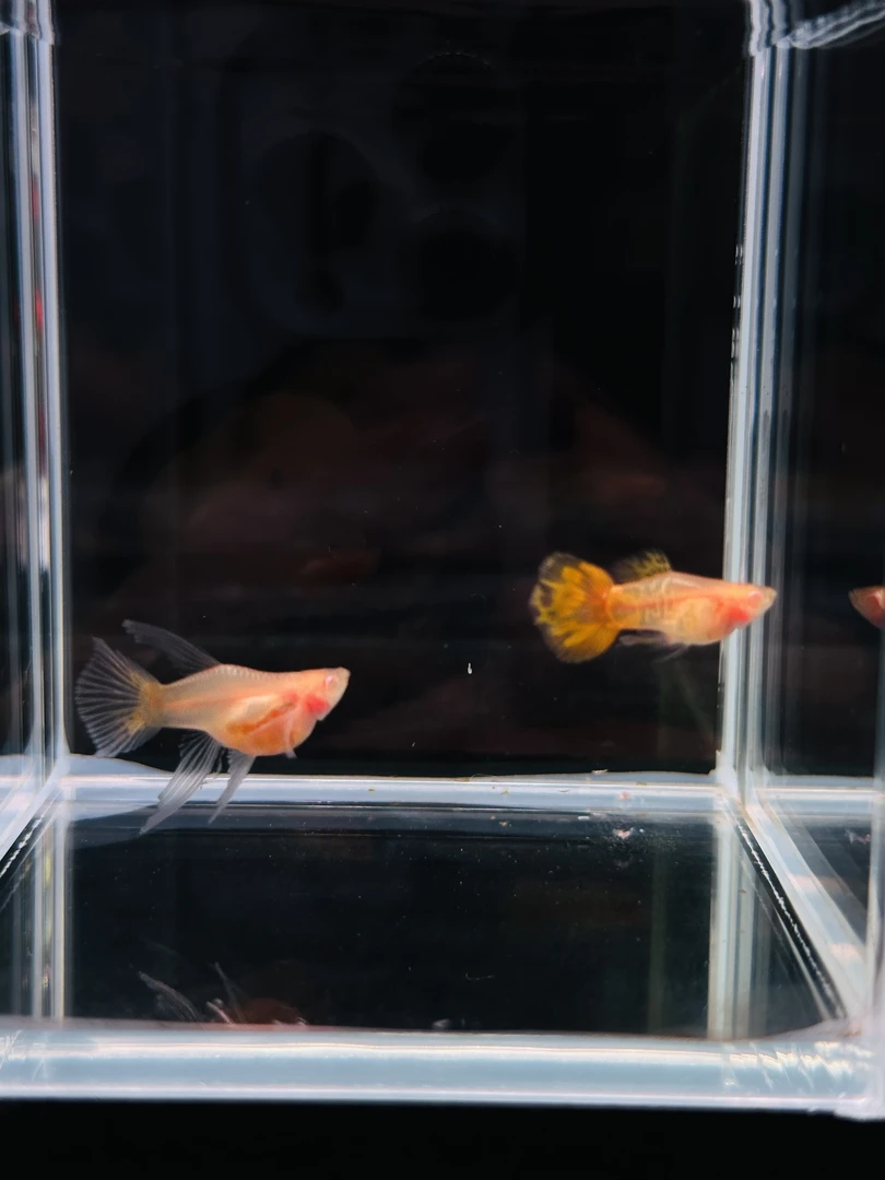 【蛇纹白子玻璃猫球C】精品孔雀鱼