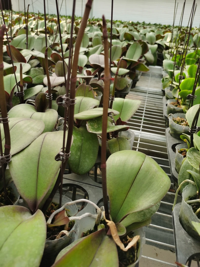 粉安娜蝴蝶兰盆栽室内易养植物花卉花剑大苗