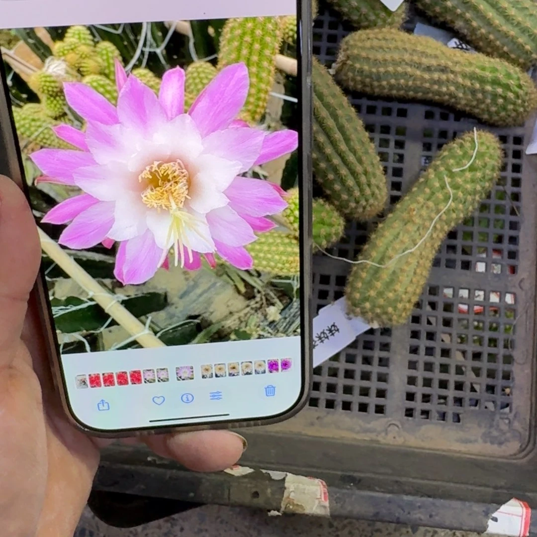 363金妞Pink 无根侧牙歪8公分左右晾好的