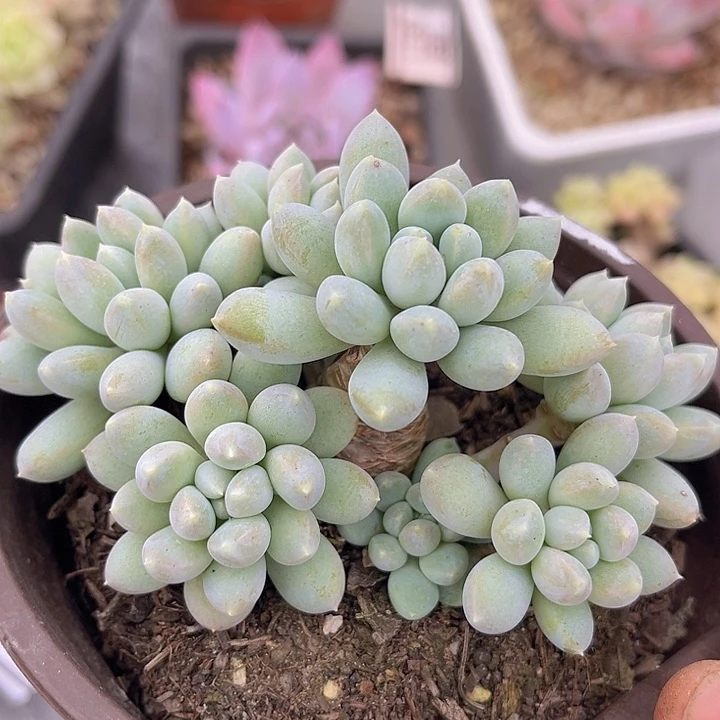 小叶奶糖18153多肉植物