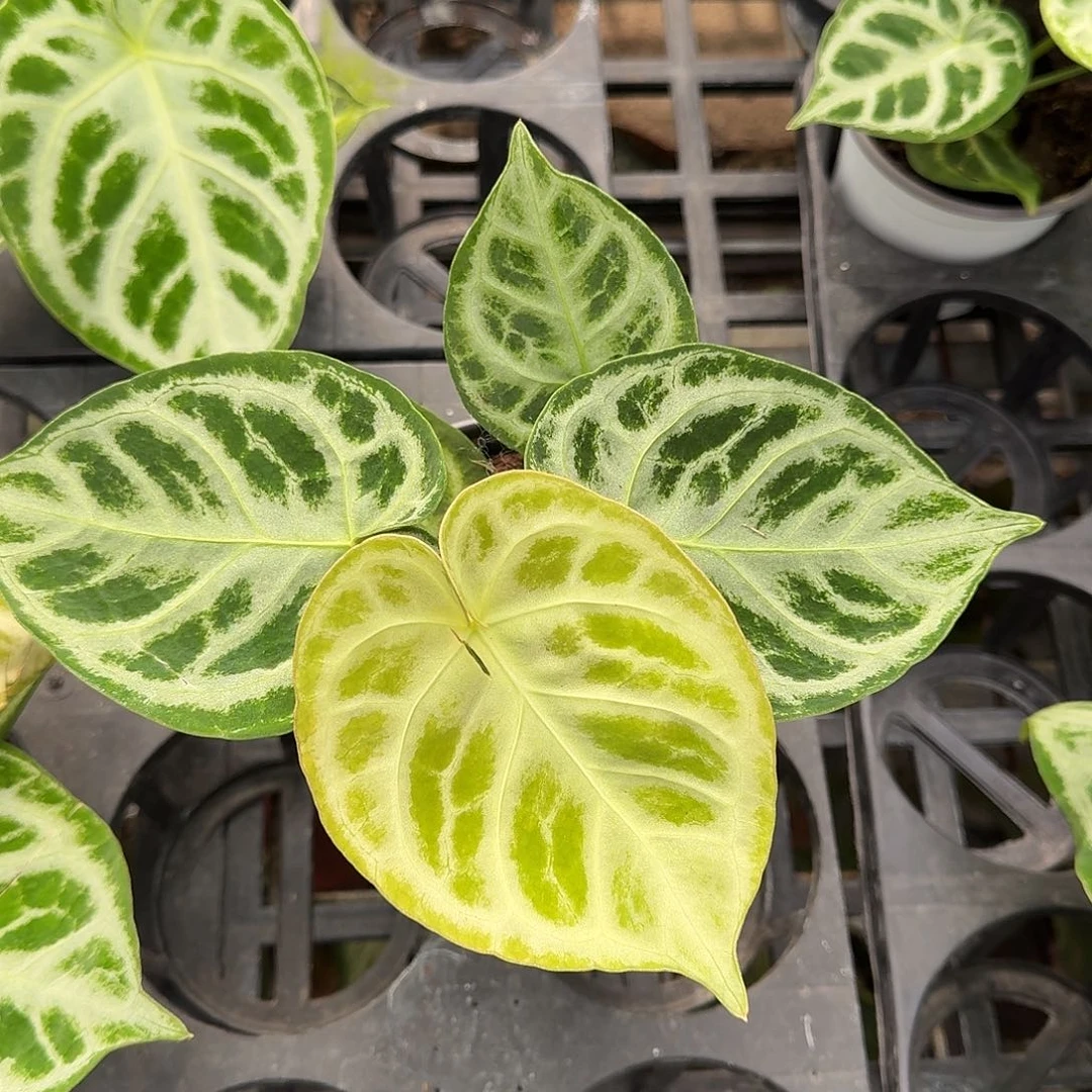 我***呀不开花植物叶损福利A01