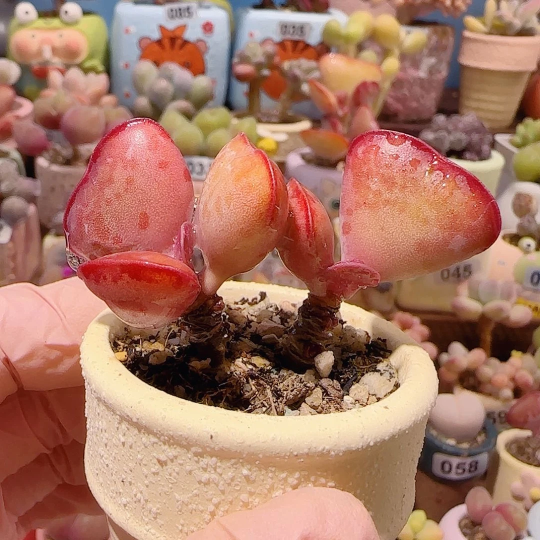 T双头爱心水泡盆口4cm