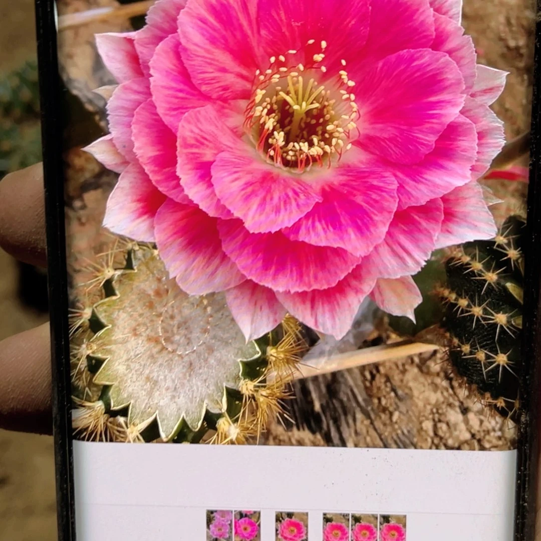 ****瑶绒花 侧芽 歪 满20包邮3公分3个