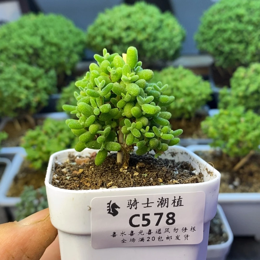 578金桔糖球枝干多肉