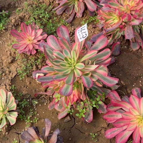 771美杜莎不包断枝