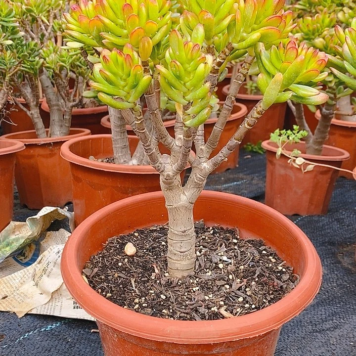 无花朵招财猫一组一拍多肉植物