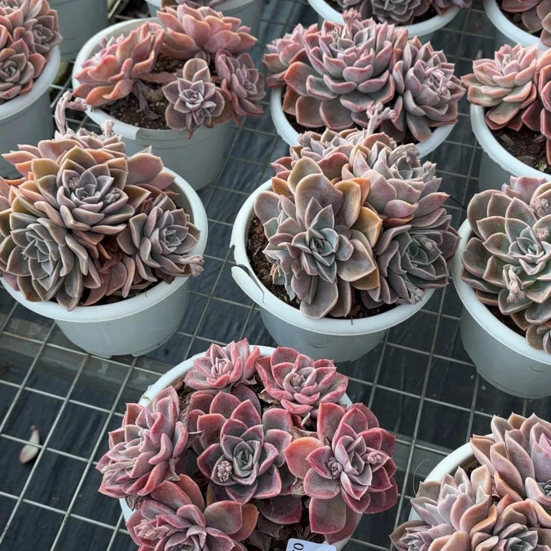 同温层多肉01哈利沃森4头起