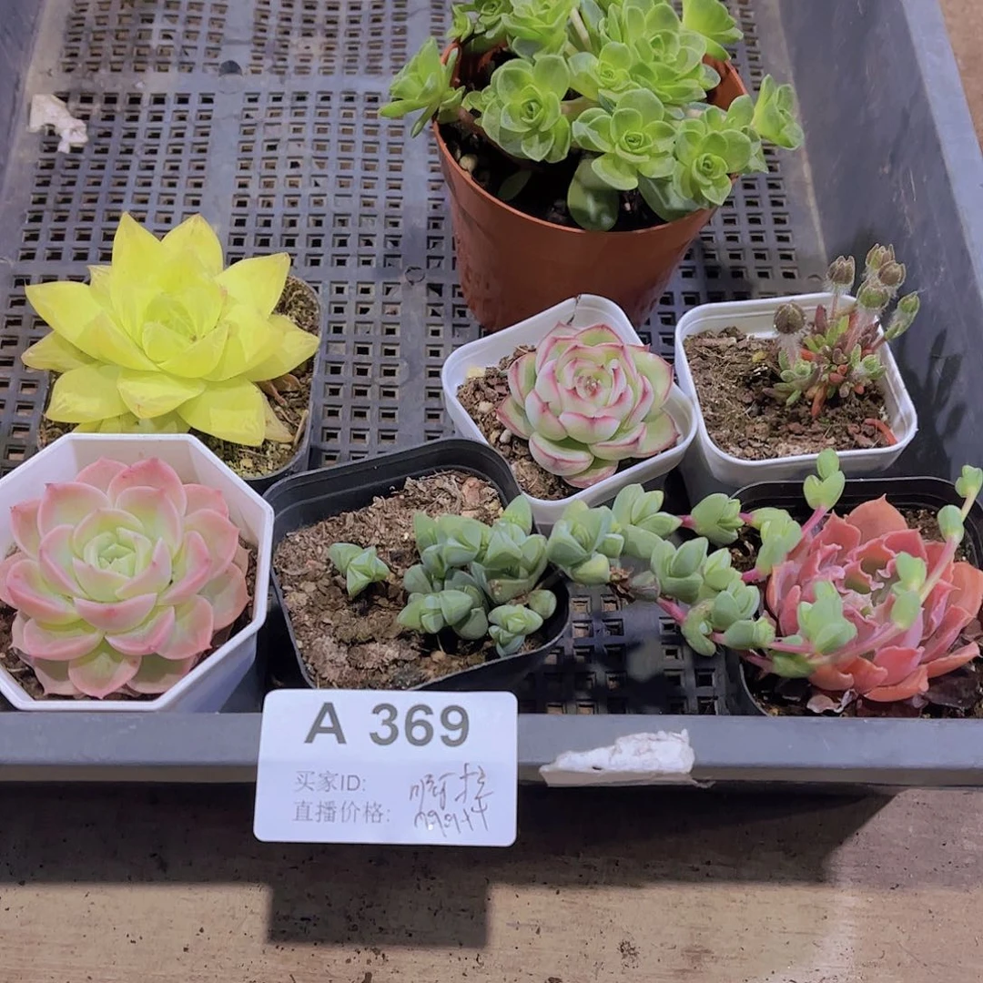 多肉369多肉植物