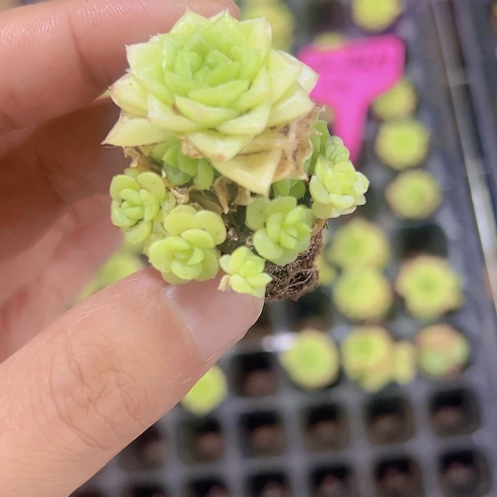 奶油麦秆精品多肉植物大战