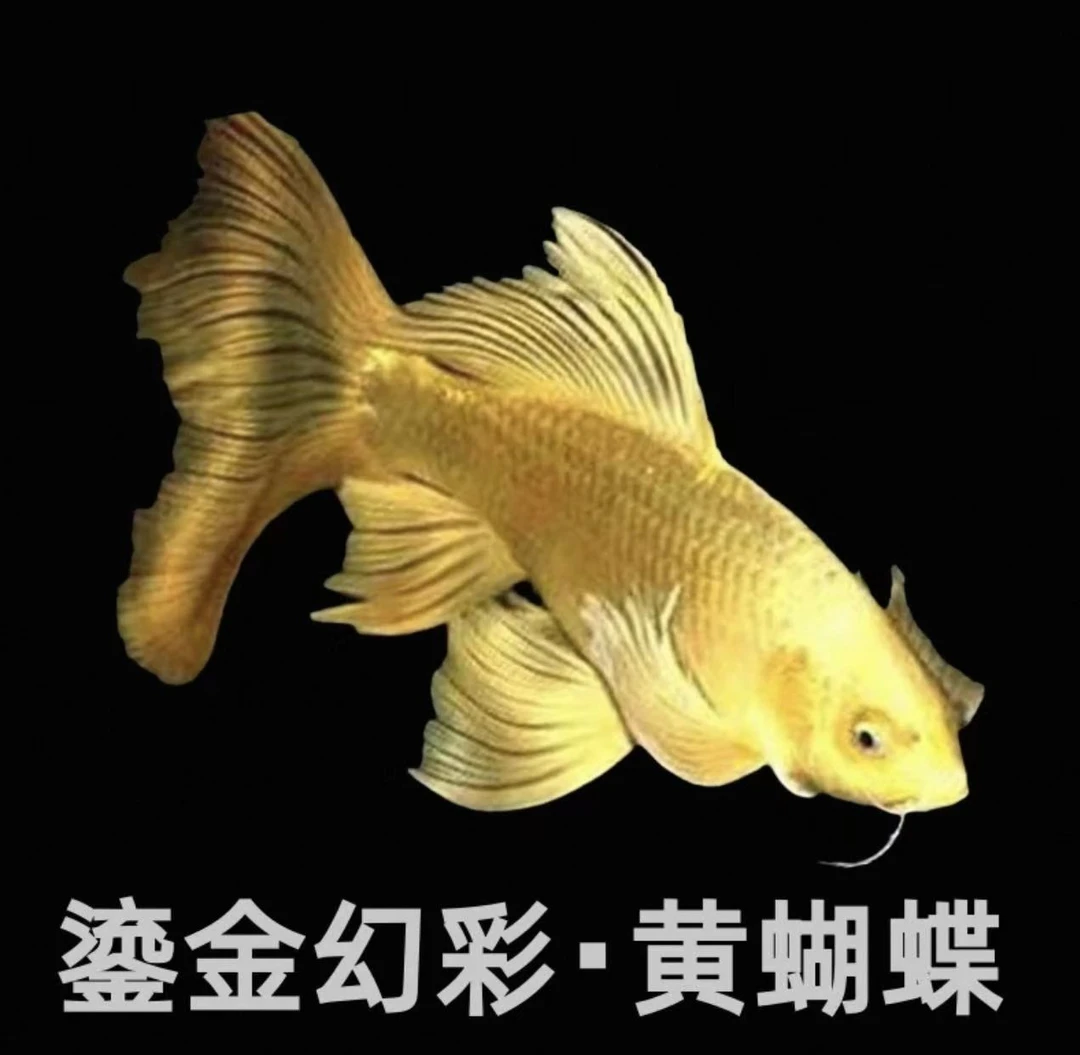 纯种黄金龙鲤短球体观赏鱼大鳍大尾短身冷水鱼好养耐活