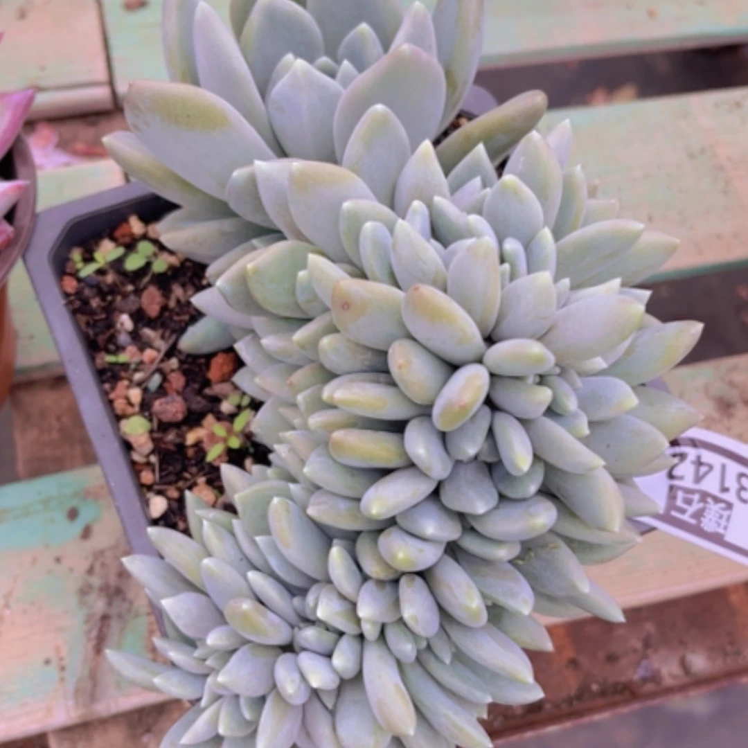 【闪购商品】胖美人缀3142