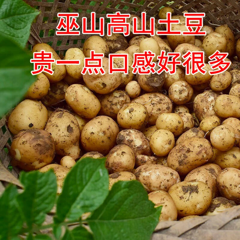 重庆巫山小土豆高山洋芋马铃薯黄心新鲜农家生态健康新鲜现摘蔬菜