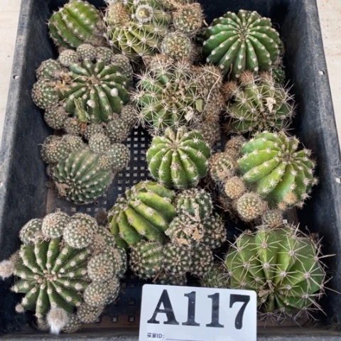 a采草毛花柱a 117