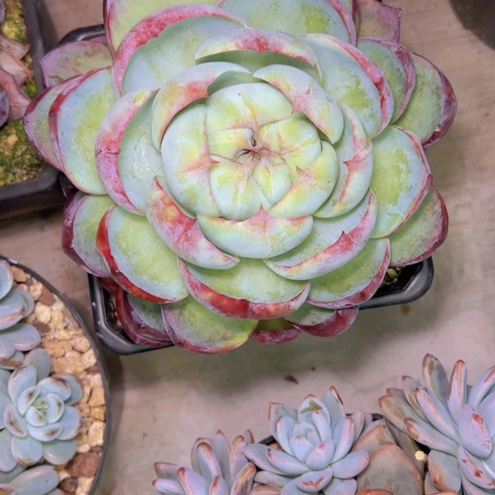 贾***J225///////////////////////////