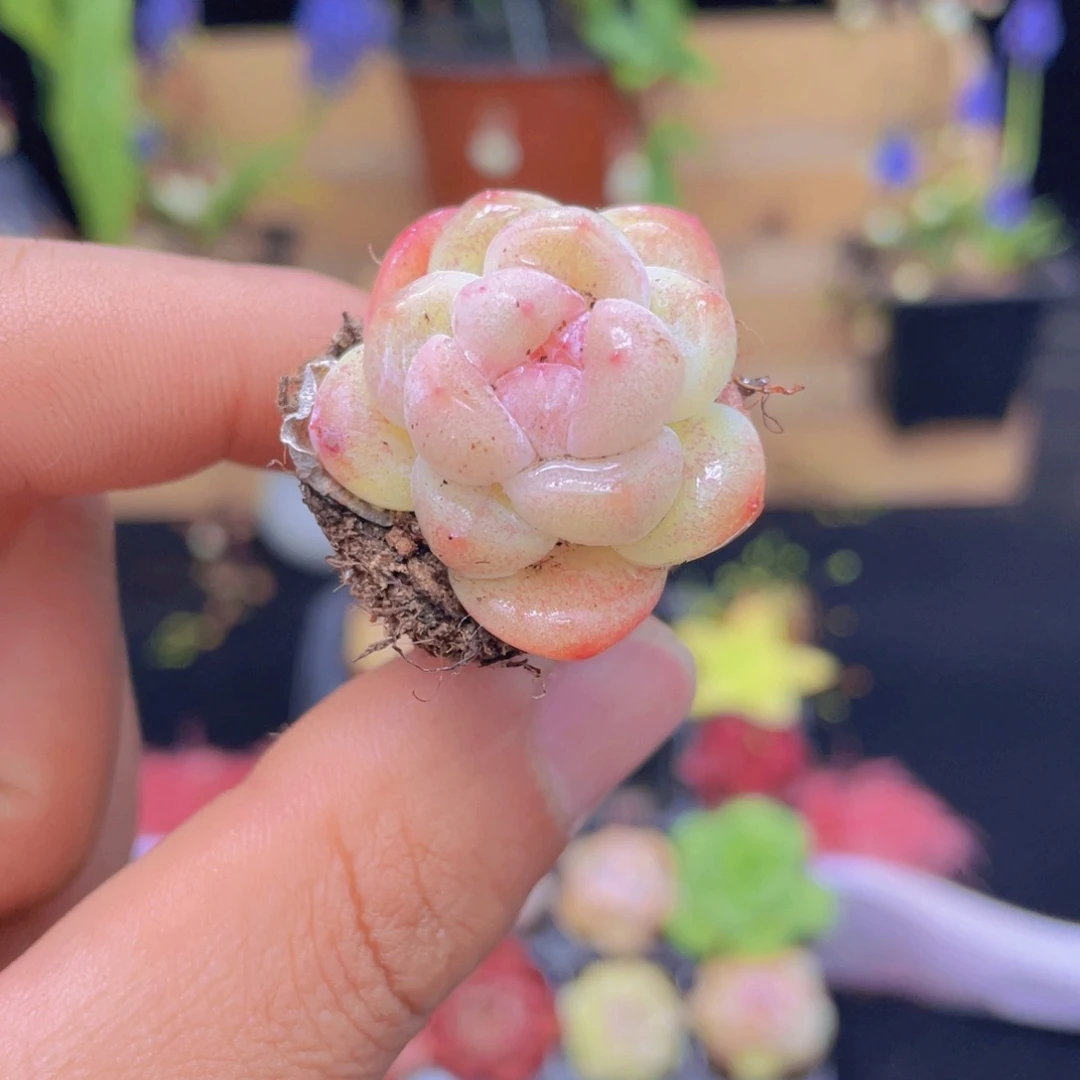 冰玉多肉9.9包邮发货