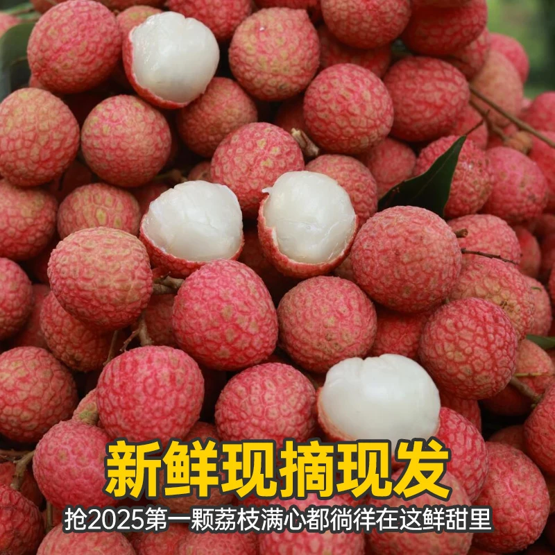 【头茬高州白糖罂荔枝】果园直发新鲜现摘脆甜多汁当季新鲜荔枝