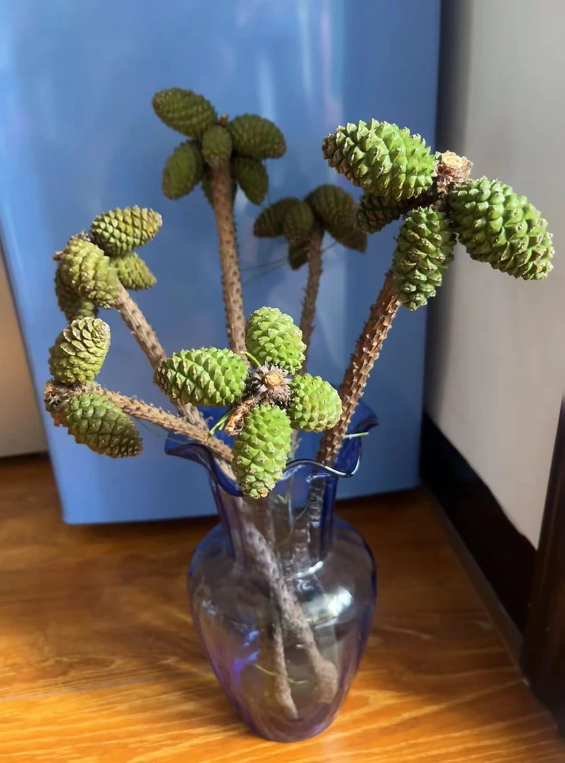松果树枝 可做干花氛围感花材