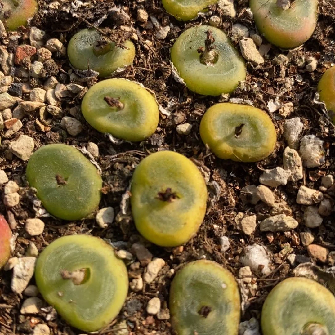 水晶鞋一颗水晶鞋