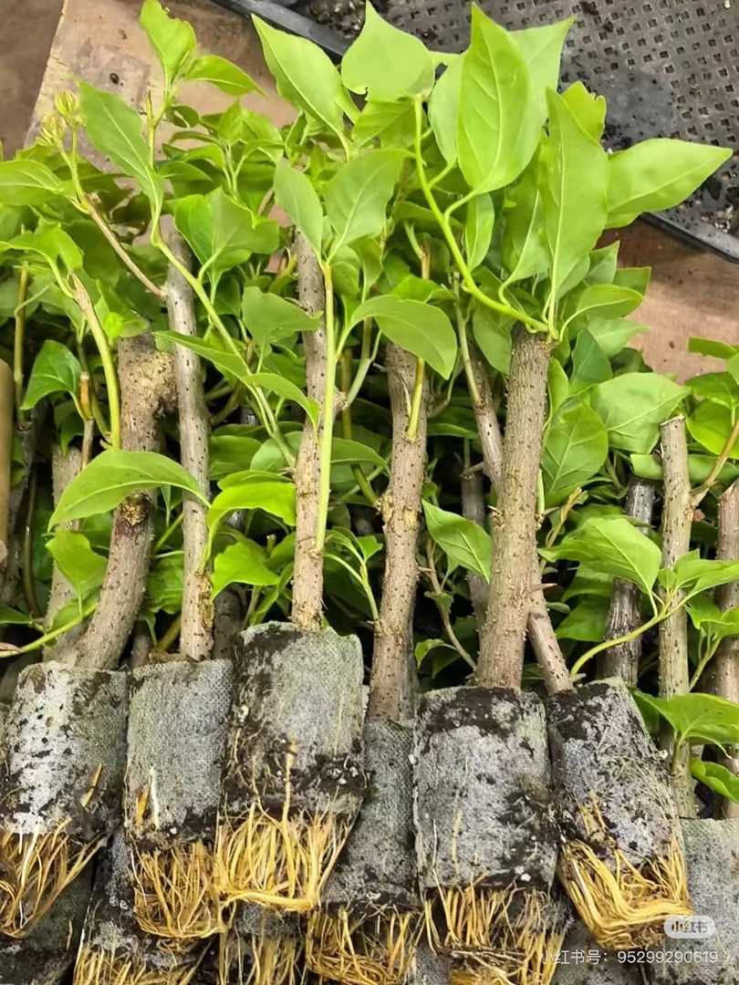 【袋苗专属链接】三角梅袋苗花苗耐寒爬藤植物四季开花庭院花卉盆栽