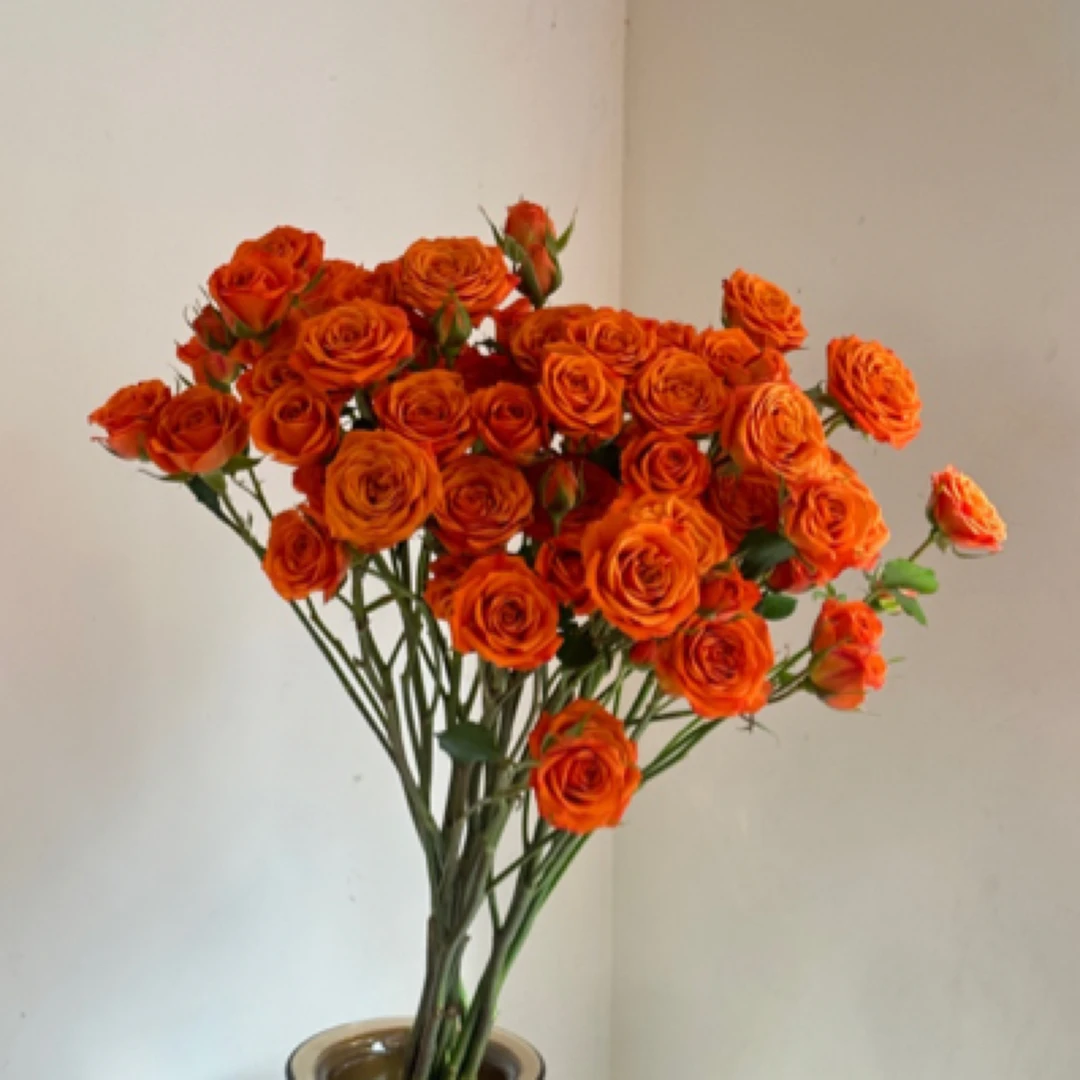 多橙多头玫瑰家居花10支