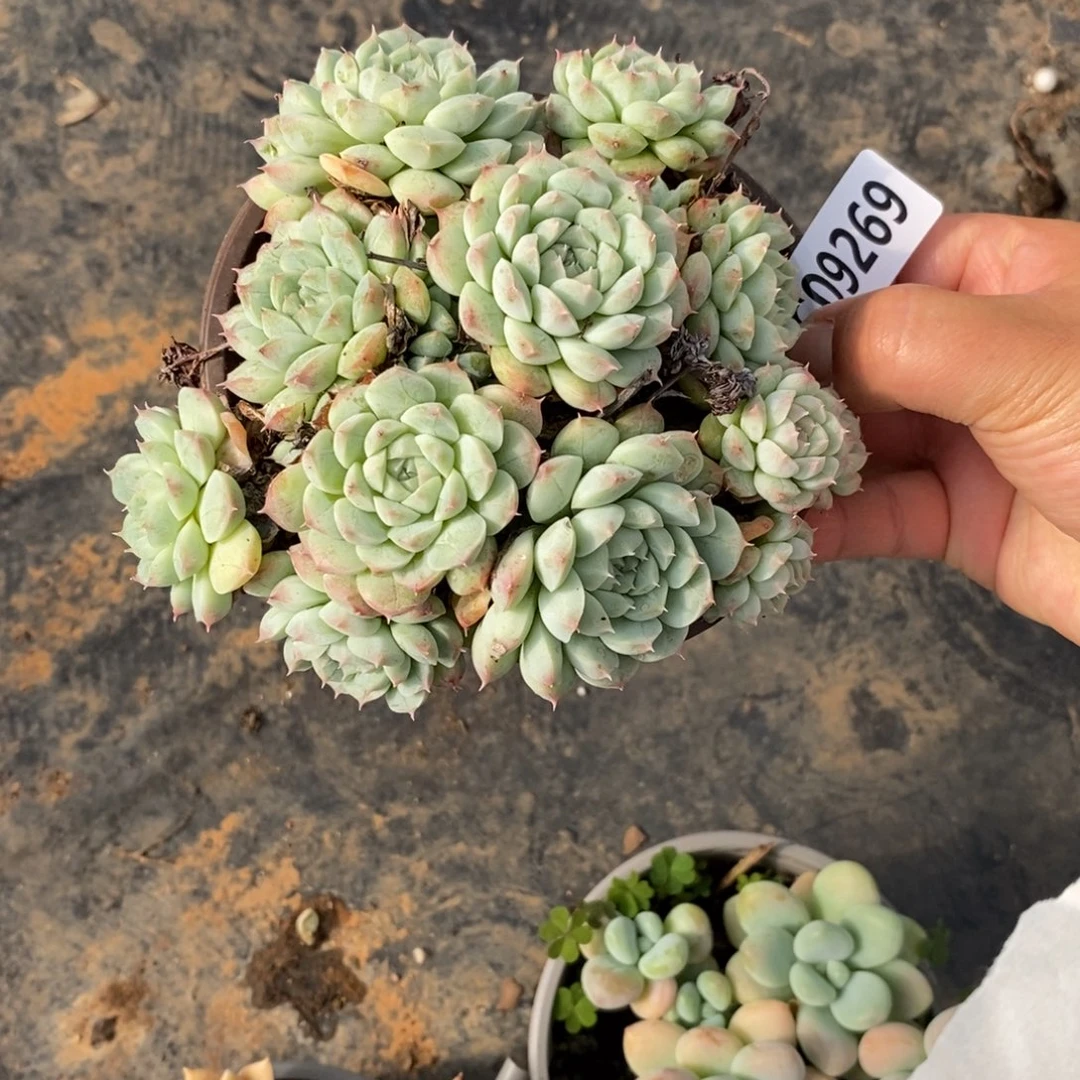 9269不知名一物一拍