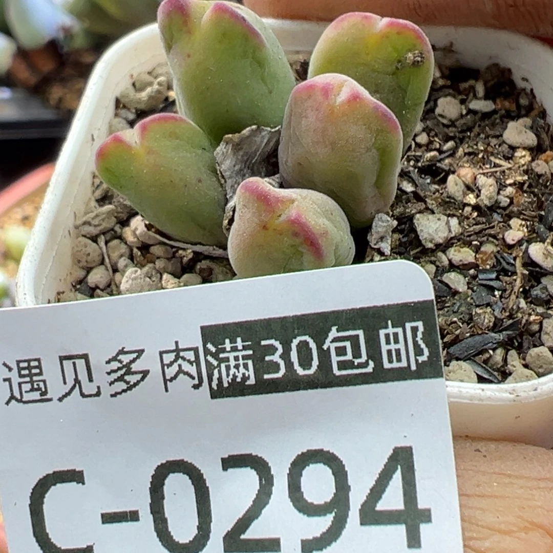 多肉植物11111111111111