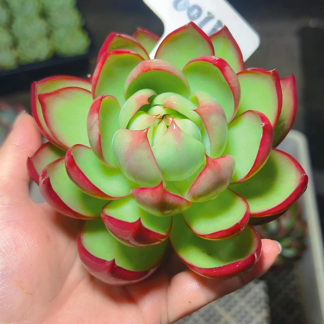 柯***芳惊鸿仙子一物一拍6011号