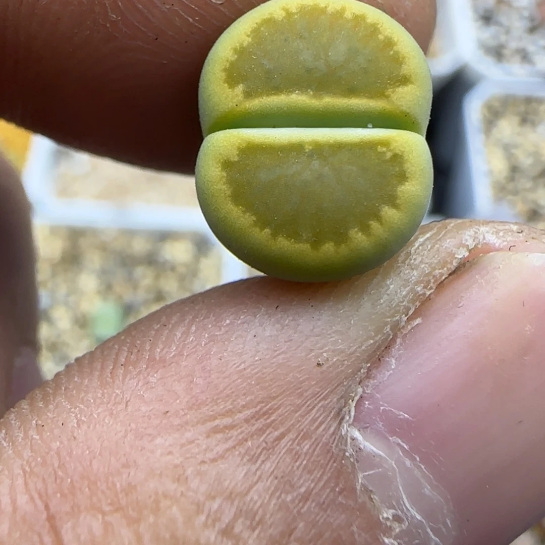 486 生石花大棚直播