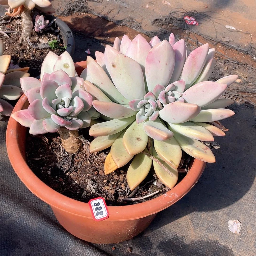 888奥普一物一拍多肉