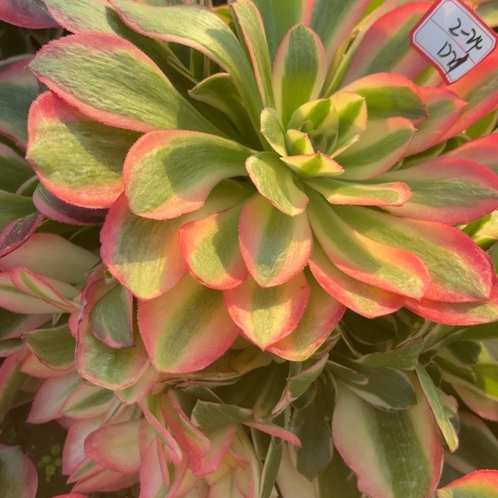 粉女郎多肉断枝不包21