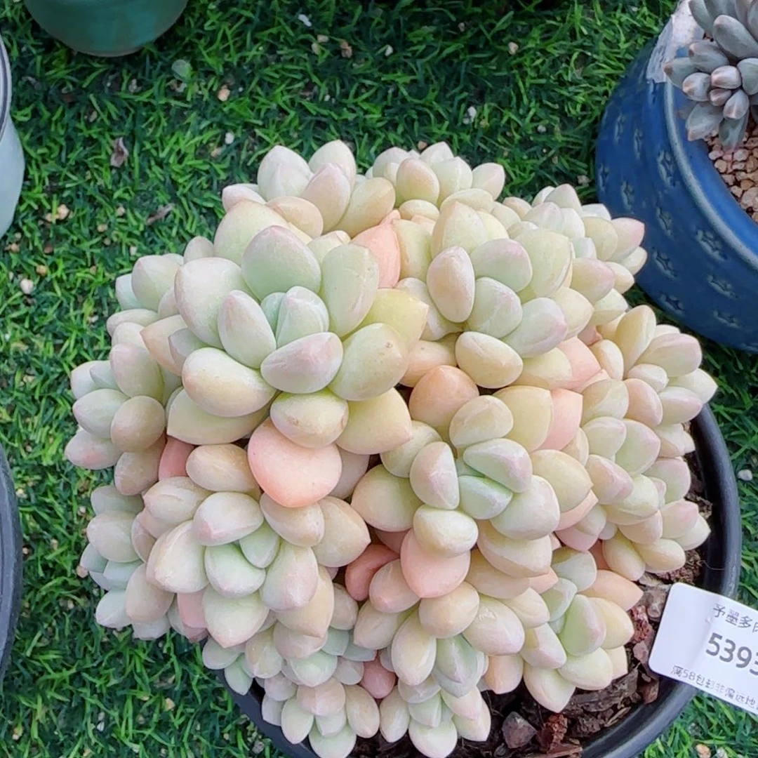 泡泡糖无砍，5393多肉植物