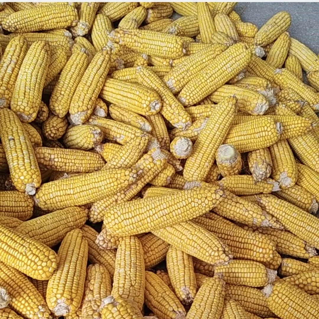 安化特产农家玉米