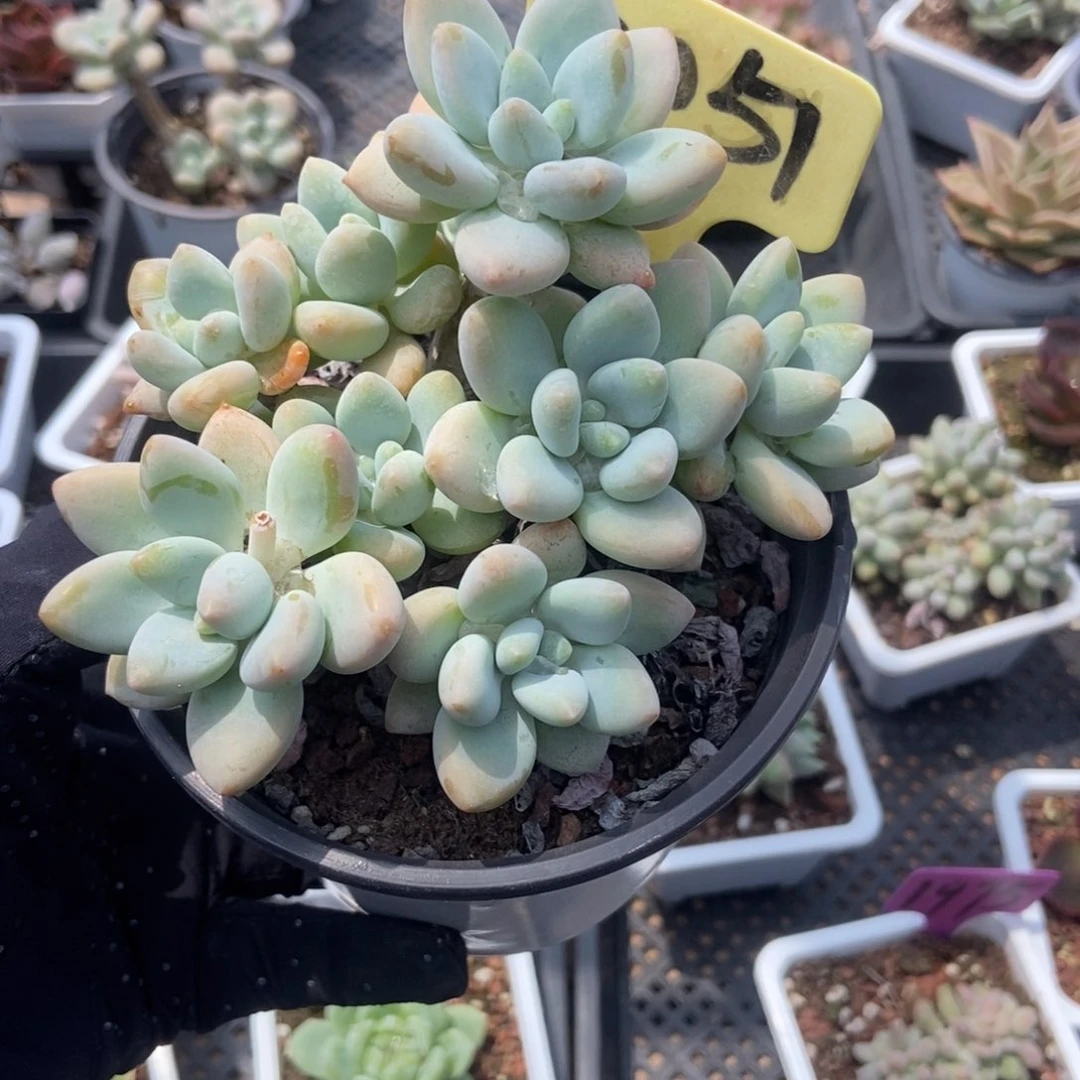 2051洛神多肉植物保护