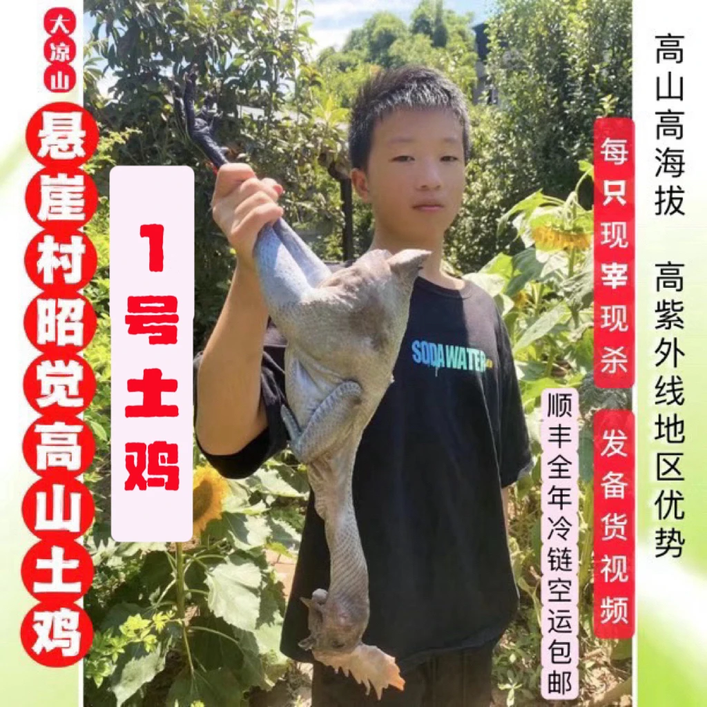 **岩鹰鸡直播间称重/大凉山悬崖村高山野生岩鹰鸡月子鸡