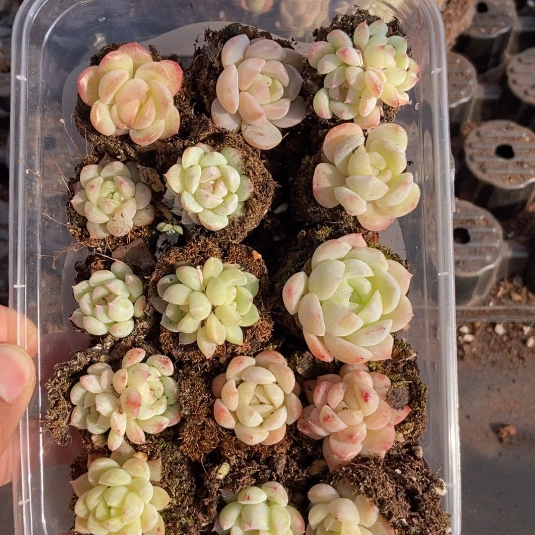 春泥家框拍链接S7