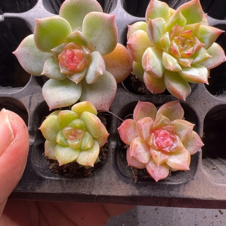 一物一拍精品多肉植物
