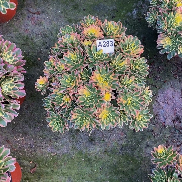 甜茶多肉植物283