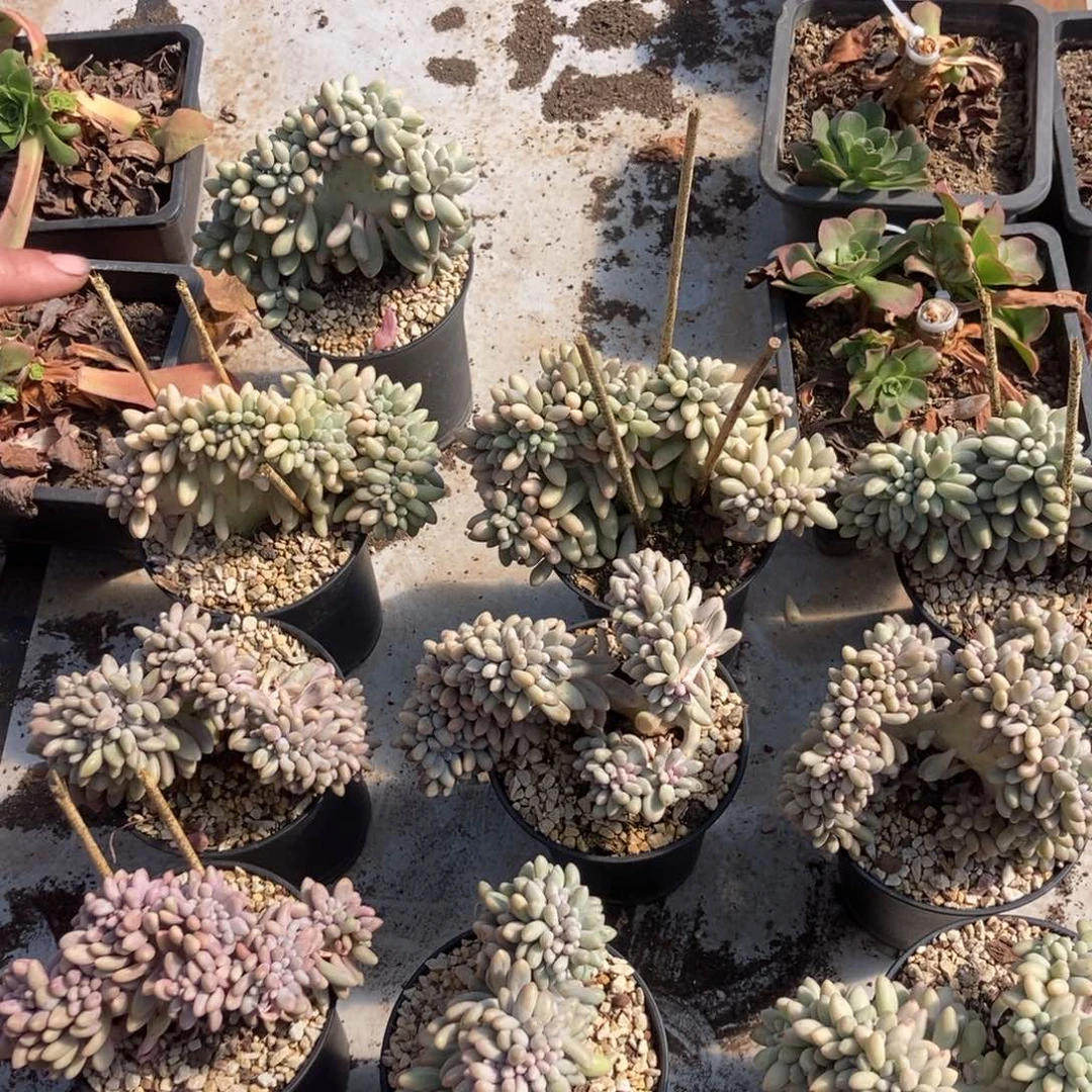 4.77汤圆有根缀化随机发货一颗