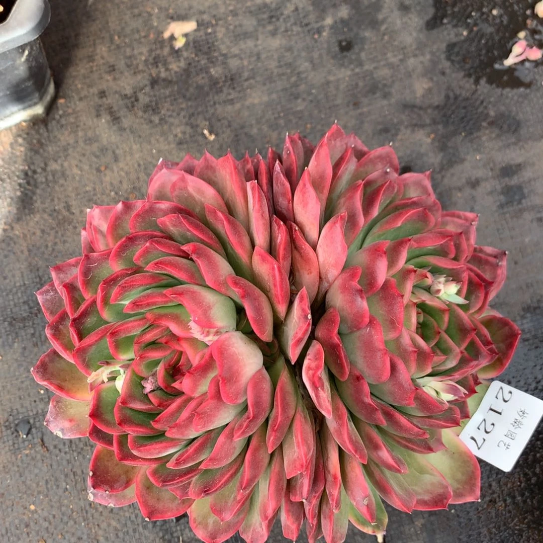 2127 杂交精品基地18厘米