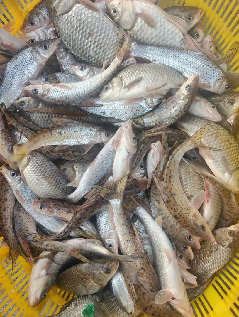 小侉鲜活水产经营