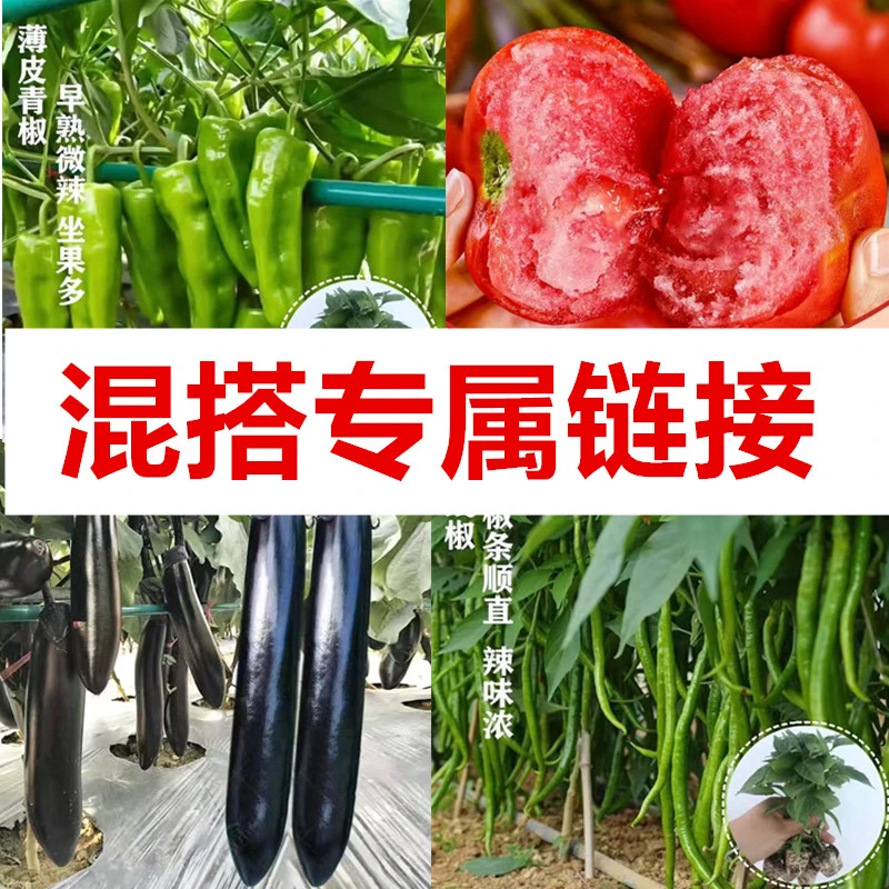 【混搭】蔬菜苗辣椒苗茄子苗番茄苗黄瓜苗苦瓜苗