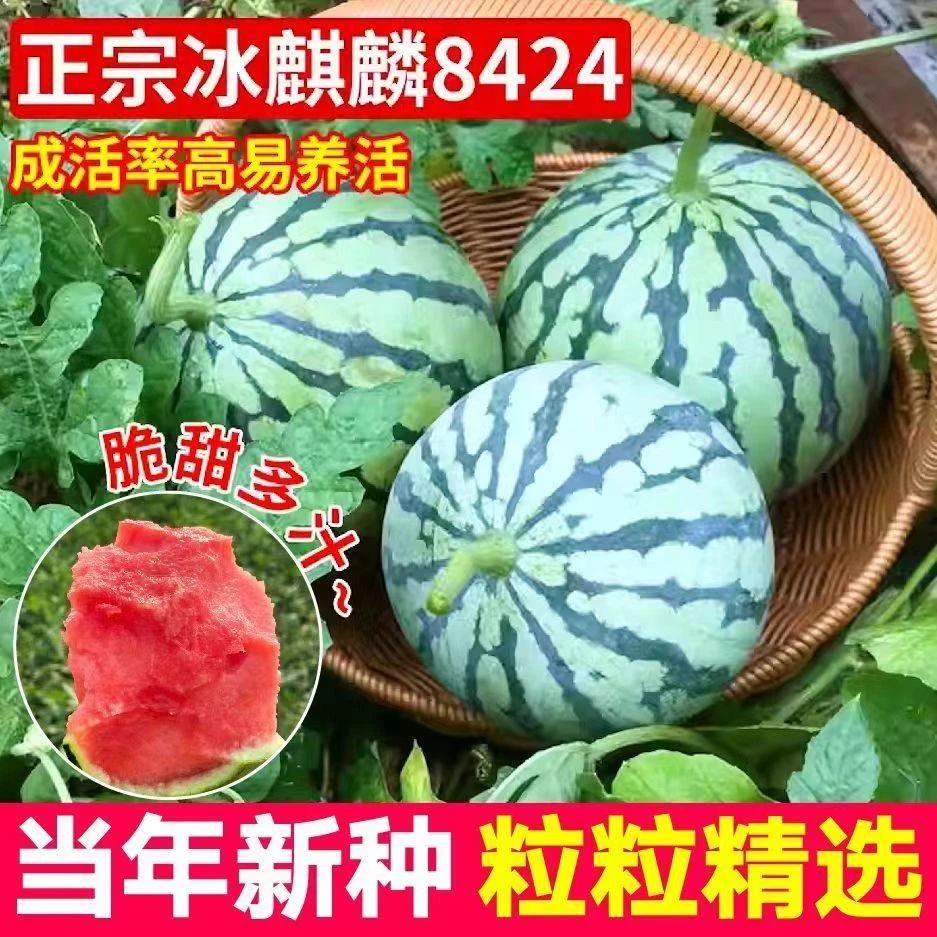 (全店满5包包邮)8424麒麟西瓜种子无籽高产冰糖懒人西瓜种子