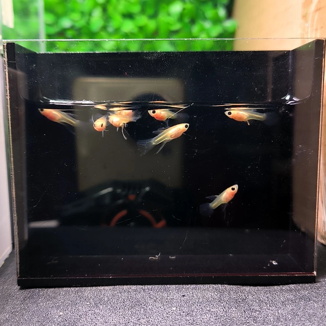 孔雀鱼幻彩大c苗子8条。