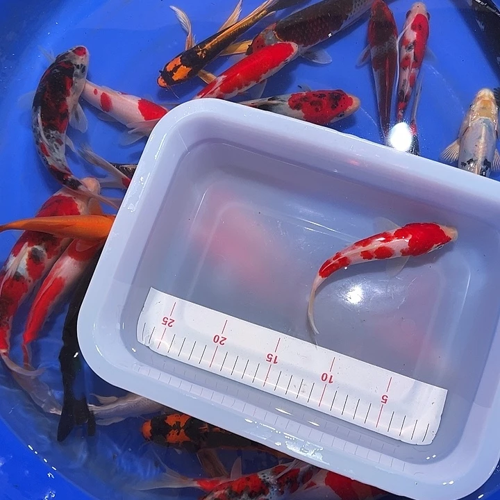 花***豹海水鱼锦鲤的故事在
