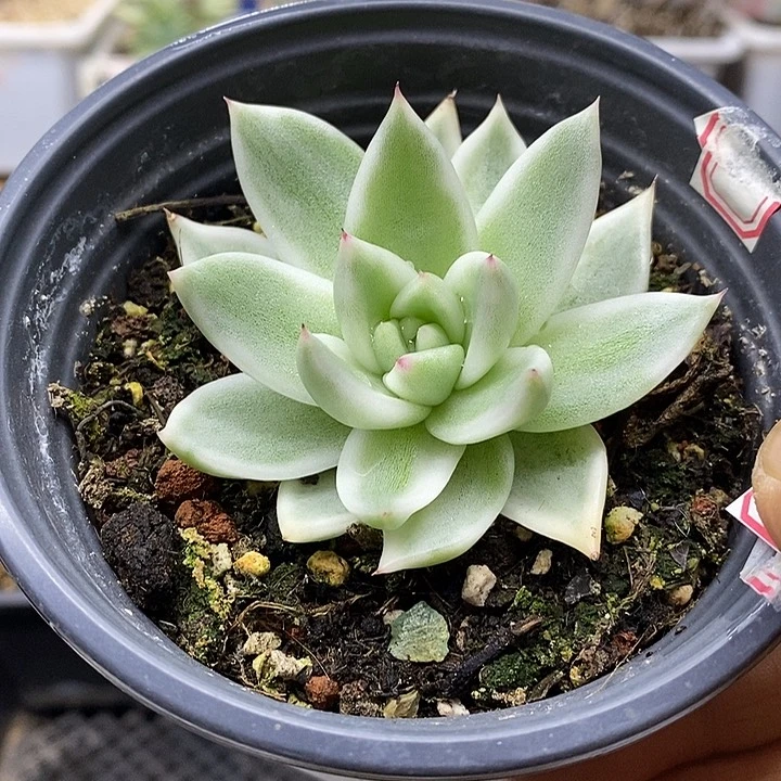 06125 雪白玛利亚锦
