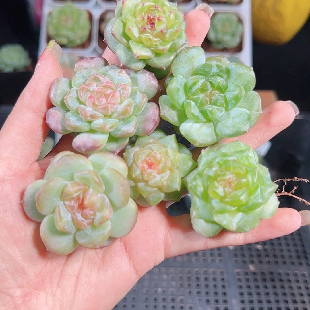 0926-134麦秆优选不包整