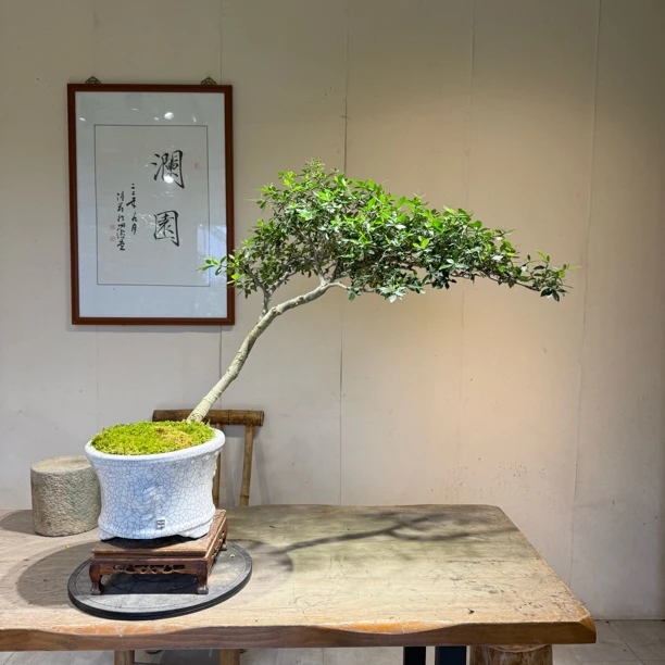 海岛栀子花精品盆景室内观赏植物