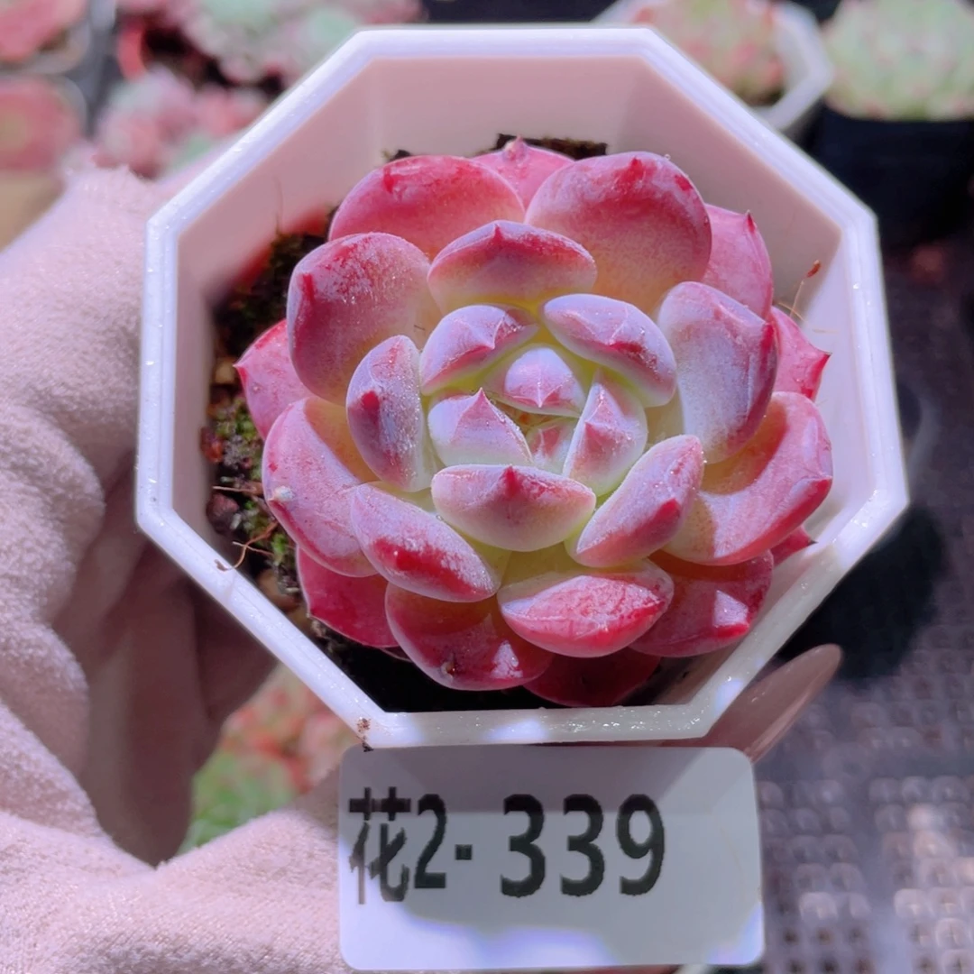 花利美2-339精选糖心