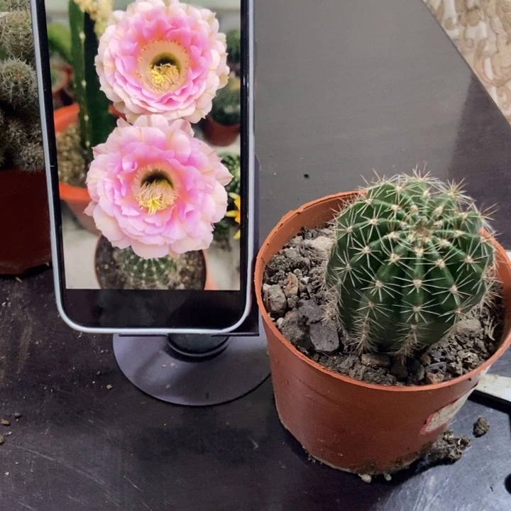 完全开放品种彩草5公分