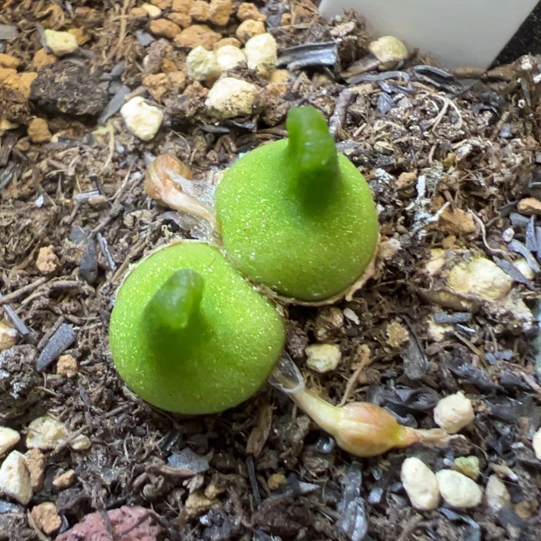 吃**?专拍专拍 肉锥植物